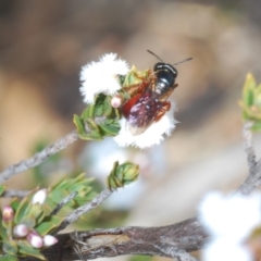 Exoneura sp. (genus) (A reed bee) at Oallen, NSW - 15 Sep 2023 by Harrisi