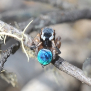Maratus anomalus at Oallen, NSW - suppressed