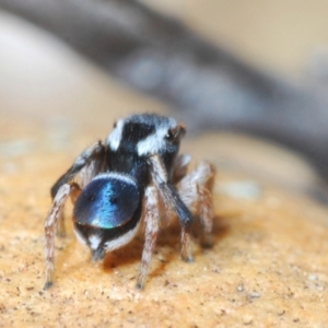 Maratus anomalus at Oallen, NSW - suppressed