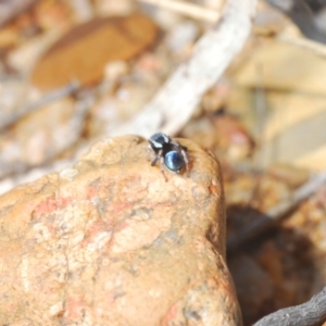 Maratus anomalus at Oallen, NSW - suppressed