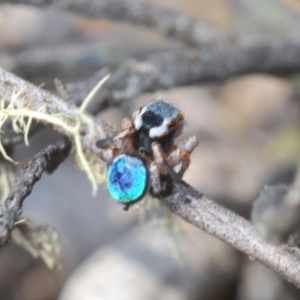 Maratus anomalus at Oallen, NSW - suppressed