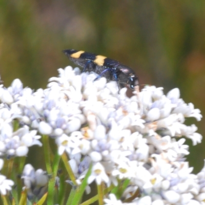 Castiarina bifasciata (Jewel beetle) at Tianjara, NSW - 15 Sep 2023 by Harrisi