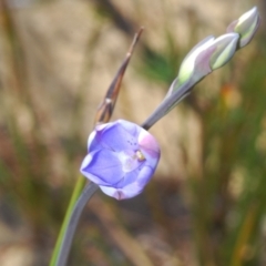 Thelymitra ixioides (Dotted Sun Orchid) at Tianjara, NSW - 15 Sep 2023 by Harrisi