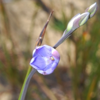 Thelymitra ixioides (Dotted Sun Orchid) at Tianjara, NSW - 15 Sep 2023 by Harrisi