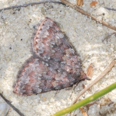 Dichromodes disputata at Tianjara, NSW - 15 Sep 2023 by Harrisi