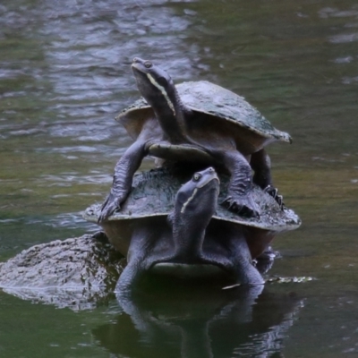 Emydura macquarii (Macquarie Turtle) at Capalaba, QLD - 4 Sep 2023 by TimL