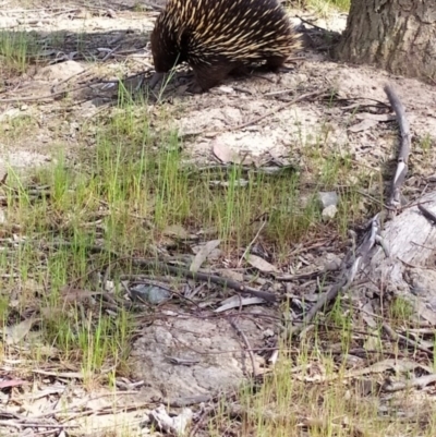 Tachyglossus aculeatus (Short-beaked Echidna) at Amaroo, ACT - 14 Sep 2023 by nko6348