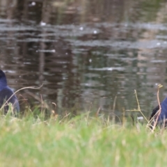 Porphyrio melanotus (Australasian Swamphen) at Splitters Creek, NSW - 9 Sep 2023 by KylieWaldon