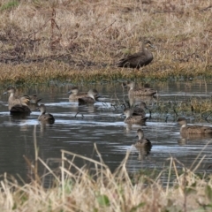 Anas gracilis (Grey Teal) at Splitters Creek, NSW - 10 Sep 2023 by KylieWaldon