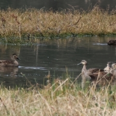 Anas superciliosa (Pacific Black Duck) at Splitters Creek, NSW - 10 Sep 2023 by KylieWaldon