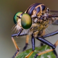 Ommatius coeraebus (a robber fly) at Hornsby Heights, NSW - 23 Mar 2023 by KorinneM