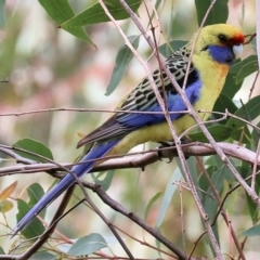 Platycercus elegans flaveolus (Yellow Rosella) at Splitters Creek, NSW - 10 Sep 2023 by KylieWaldon