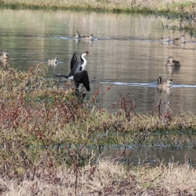 Microcarbo melanoleucos (Little Pied Cormorant) at Splitters Creek, NSW - 10 Sep 2023 by KylieWaldon