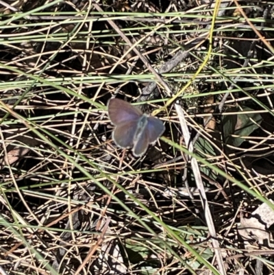 Erina (genus) (A dusky blue butterfly) at Mount Jerrabomberra - 15 Sep 2023 by Mavis