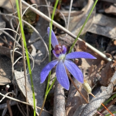 Cyanicula caerulea (Blue Fingers, Blue Fairies) at Mount Jerrabomberra QP - 15 Sep 2023 by Mavis