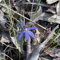 Cyanicula caerulea at Jerrabomberra, NSW - 16 Sep 2023