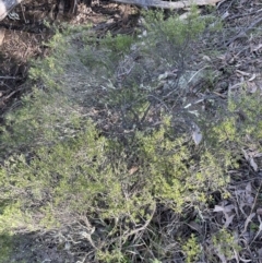 Monotoca scoparia (Broom Heath) at Mount Jerrabomberra QP - 15 Sep 2023 by Mavis