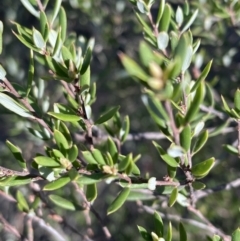 Monotoca scoparia at Jerrabomberra, NSW - 16 Sep 2023