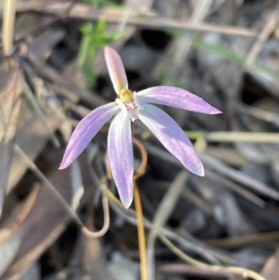 Caladenia fuscata (Dusky Fingers) at Jerrabomberra, NSW - 15 Sep 2023 by Mavis