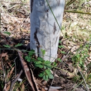 Lonicera japonica at Bruce, ACT - 16 Sep 2023