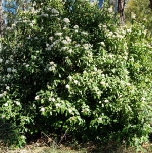 Viburnum tinus at Bruce, ACT - 16 Sep 2023