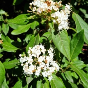 Viburnum tinus at Bruce, ACT - 16 Sep 2023