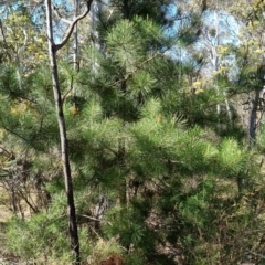 Pinus radiata (Monterey or Radiata Pine) at Bruce Ridge to Gossan Hill - 15 Sep 2023 by jpittock