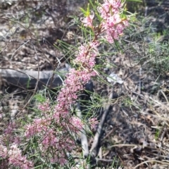 Hakea decurrens subsp. decurrens (Bushy Needlewood) at Bruce, ACT - 16 Sep 2023 by jpittock