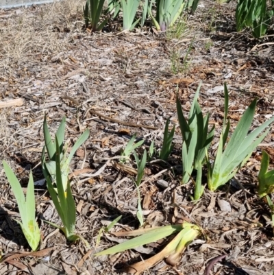 Iris germanica (Tall Bearded Iris) at Bruce, ACT - 16 Sep 2023 by jpittock