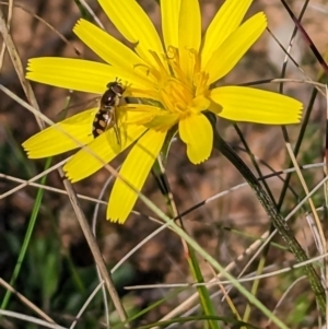 Microseris walteri at Gundaroo, NSW - 16 Sep 2023 09:45 AM