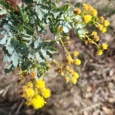 Acacia baileyana (Cootamundra Wattle, Golden Mimosa) at Bruce Ridge to Gossan Hill - 16 Sep 2023 by jpittock