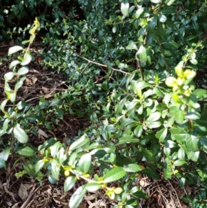 Pyracantha fortuneana at Bruce, ACT - 16 Sep 2023