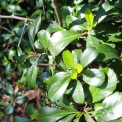 Pyracantha fortuneana at Bruce, ACT - 16 Sep 2023 09:58 AM