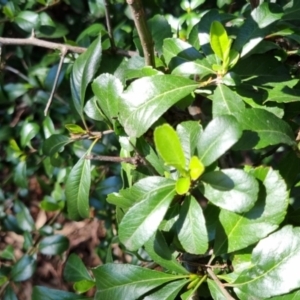 Pyracantha fortuneana at Bruce, ACT - 16 Sep 2023 09:58 AM