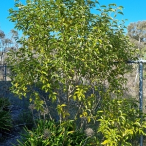 Ligustrum lucidum at Bruce, ACT - 16 Sep 2023 09:49 AM