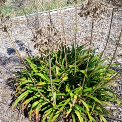 Agapanthus praecox subsp. orientalis (Agapanthus) at Bruce Ridge to Gossan Hill - 15 Sep 2023 by jpittock