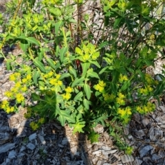 Euphorbia oblongata (Egg-leaf Spurge) at Bruce, ACT - 15 Sep 2023 by jpittock