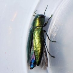 Melobasis obscurella (Obscurella jewel beetle) at Belconnen, ACT - 10 Sep 2023 by CathB