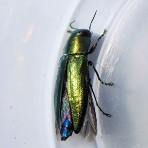 Melobasis obscurella at Belconnen, ACT - 10 Sep 2023 02:21 PM