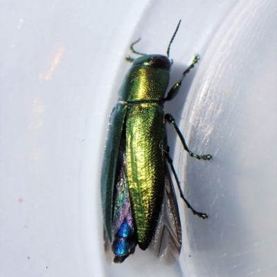 Melobasis obscurella (Obscurella jewel beetle) at Mount Painter - 10 Sep 2023 by CathB