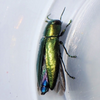 Melobasis obscurella (Obscurella jewel beetle) at Belconnen, ACT - 10 Sep 2023 by CathB