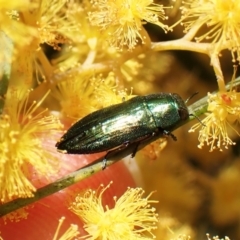 Melobasis obscurella at Belconnen, ACT - 10 Sep 2023 02:21 PM