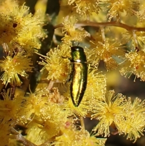 Melobasis obscurella at Belconnen, ACT - 10 Sep 2023 02:21 PM