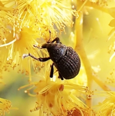 Unidentified Weevil (Curculionoidea) at Belconnen, ACT - 10 Sep 2023 by CathB