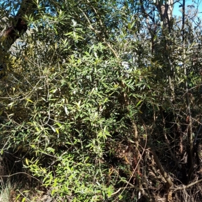 Olea europaea subsp. cuspidata (African Olive) at Bruce Ridge to Gossan Hill - 16 Sep 2023 by jpittock