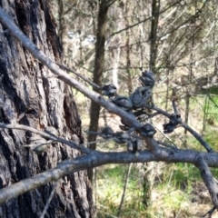 Callitris endlicheri (Black Cypress Pine) at Bruce Ridge to Gossan Hill - 16 Sep 2023 by jpittock