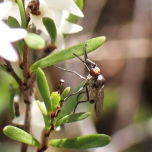 Empididae sp. (family) at Belconnen, ACT - 10 Sep 2023