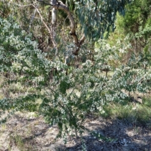 Chamaecytisus palmensis at Bruce, ACT - 16 Sep 2023 10:13 AM