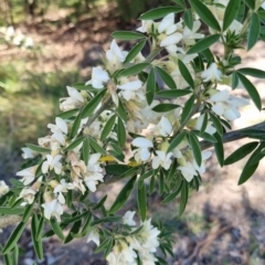 Chamaecytisus palmensis at Bruce, ACT - 16 Sep 2023 10:13 AM