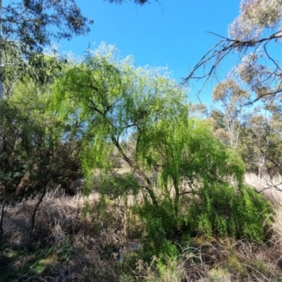 Salix babylonica (Weeping Willow) at Flea Bog Flat, Bruce - 16 Sep 2023 by jpittock